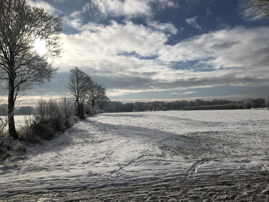 Eiche, Bäume im Schnee